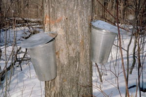 buckets of sap on tree
