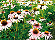 Echinacea purpurea